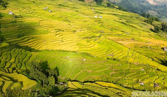 Mùa vàng Y Tý - Tuyệt tác thiên nhiên giữa đại ngàn Tây Bắc