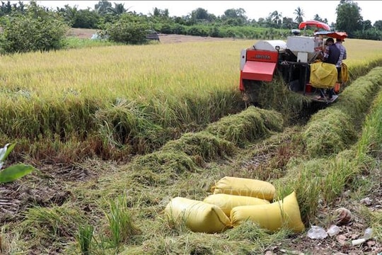 Triển khai kế hoạch sản xuất vụ Đông Xuân 2025-2026 tại các tỉnh phía Nam