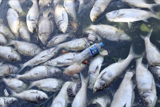 Vụ cá biển chết hàng loạt tại Khánh Hòa: Chưa phát hiện dấu hiệu sử dụng chất nổ hay chất độc