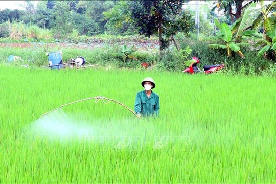 Phòng trừ sâu bệnh hại lúa theo '4 đúng'
