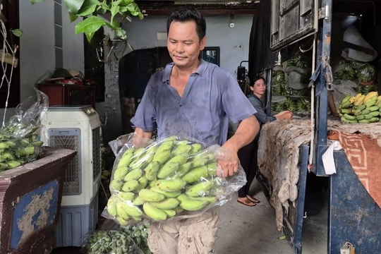Cả làng sống khỏe với nghề buôn chuối, người dân rủng rỉnh tiền