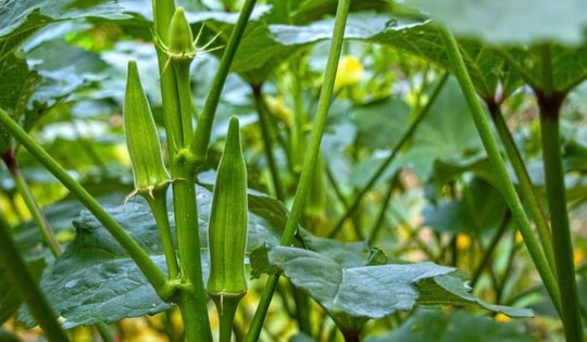 Loại quả được người Nhật coi là "nhân sâm xanh", ở Việt Nam trồng bạt ngàn