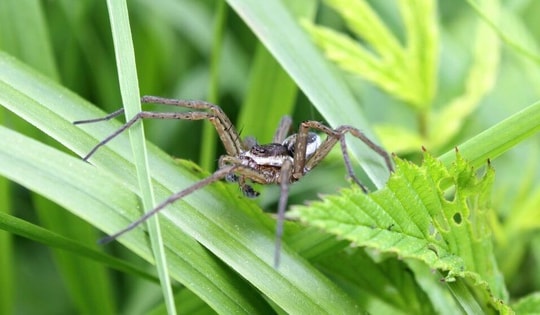 Nhện khổng lồ quay trở lại Anh sau nhiều năm tưởng chừng đã tuyệt chủng