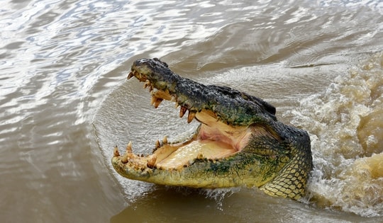 Nhảy xuống sông tự tử thì gặp cá sấu, người phụ nữ có hành động bất ngờ