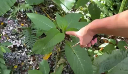 Đi đường tiện tay lá ăn, 3 chị em hoa mắt chóng mặt nhập viện gấp