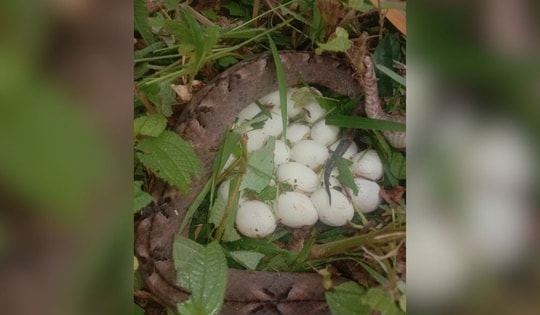 Vào rừng hái nấm, người phụ nữ hét lớn khi bị thứ đáng sợ tấn công