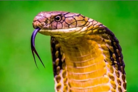 Nhanh chóng đưa người bị rắn độc cắn từ Cô Tô vào đất liền chữa trị trong đêm