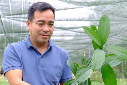 Bị cho là "điên", người đàn ông vẫn quyết bỏ phố về quê trồng rừng