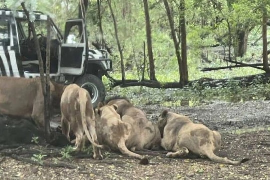 Nhân viên sở thú bị đàn sư tử tấn công tử vong trước mắt hàng chục du khách