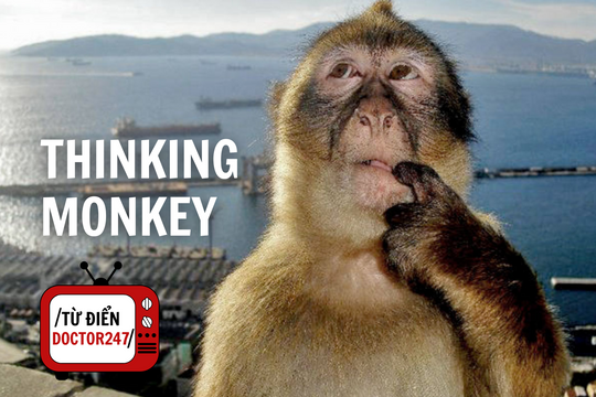 Thinking Monkey: Meme chú khỉ suy nghĩ gây bão cộng đồng mạng