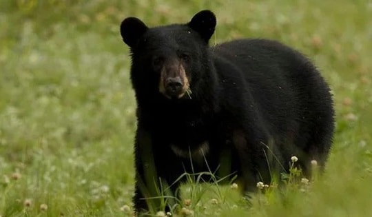 Bị gấu tấn công, một người đàn ông thiệt mạng