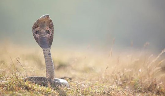 Đang ngủ trong nhà, bé 9 tháng tuổi và chị gái bị rắn cắn tử vong