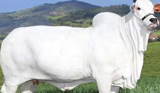 Con bò đắt nhất thế giới giá 105 tỷ đồng có gì đặc biệt?