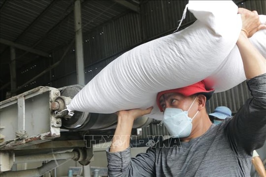 Philippines, Indonesia tạm ngừng nhập gạo: Xuất khẩu gạo của Việt Nam không bị ảnh hưởng đáng kể