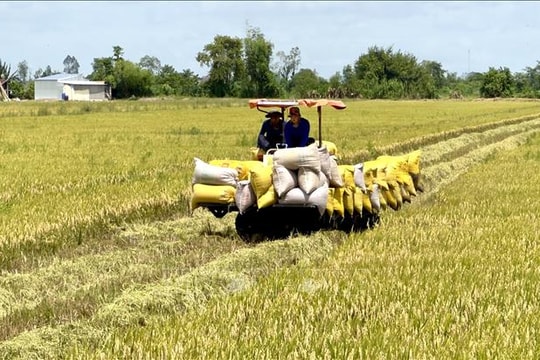 Giải pháp thúc đẩy sản xuất, xuất khẩu và ổn định thị trường gạo