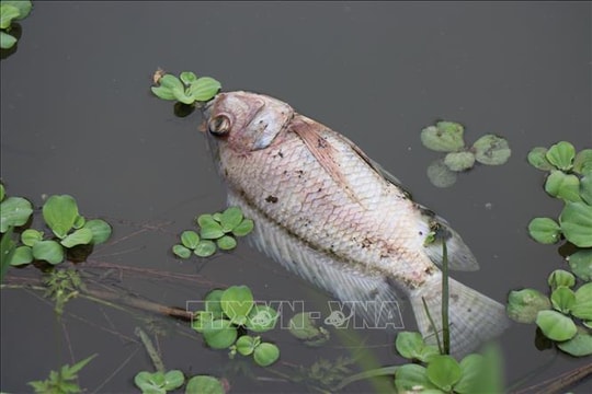 Hà Nội: Khẩn trương thu vớt cá chết trên hồ Trúc Bạch