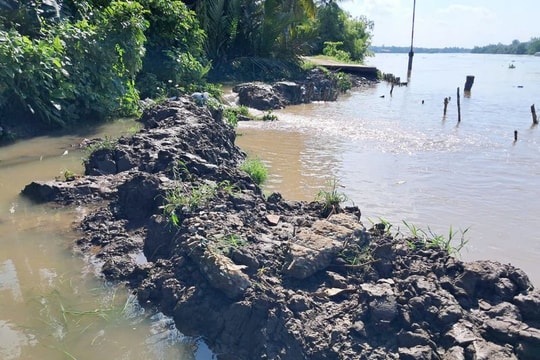 Vĩnh Long: Khắc phục sạt lở trên tuyến đê bao sông Măng