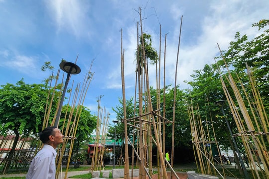 'Rừng trúc’ ven hồ Trúc Bạch héo úa, nhiều cây chết khô sau gần 2 năm trồng