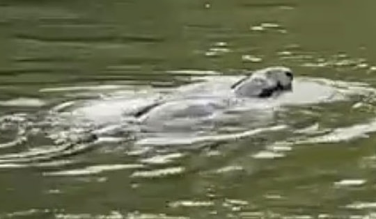 Sinh vật bí ẩn xuất hiện trên sông Thames gây liên tưởng đến quái vật hồ Loch Ness