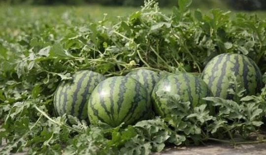 Truy tìm thủ phạm trộm 600 quả dưa hấu trị giá hơn 200 triệu đồng