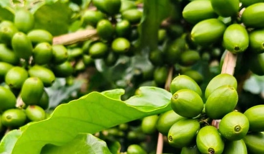 Giá cà phê hôm nay 11-9: Tăng mạnh và lợi thế mới của cà phê Việt