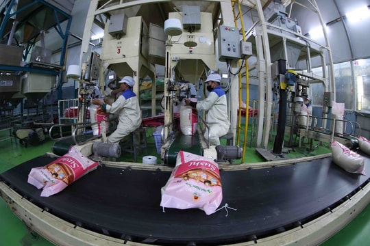 Ngành gạo Việt Nam ứng phó linh hoạt trước biến động từ thị trường Philippines