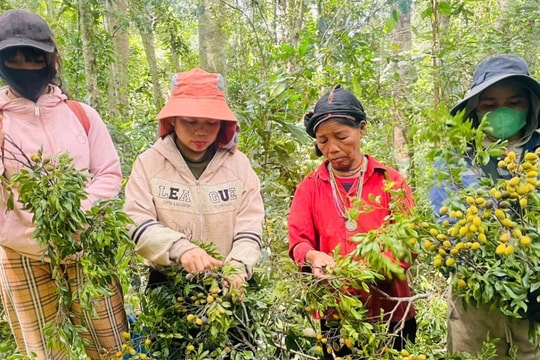 Người dân ồ ạt vào rừng hái “lộc trời”, kiếm gần nửa triệu đồng mỗi ngày