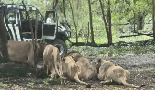 Người đàn ông 58 tuổi thú bị sư tử cắn tử vong