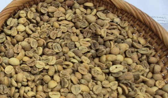 Giá cà phê hôm nay 12-9: Tăng tiếp, nhiều ông lớn chuỗi cà phê xáo trộn