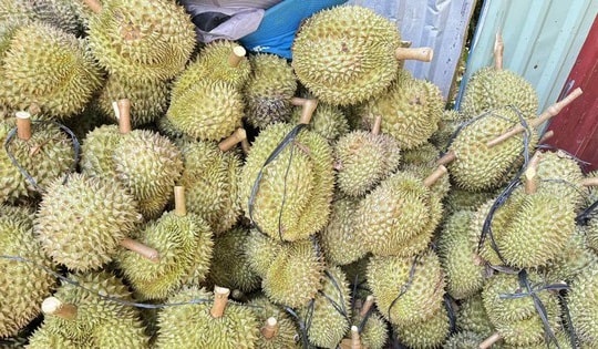 Sầu riêng sượng nước rớt giá mạnh, khắc phục được không?