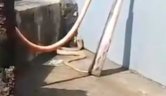 Người dân hoảng hồn khi phát hiện rắn hổ mang trắng quý hiếm dài 2,4m trong sân nhà