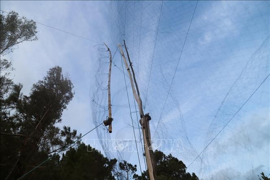 Báo động tình trạng người dân ồ ạt săn bẫy bắt chim hoang dã nơi cửa biển Lạch Quèn