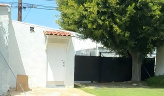 Nhìn lên cây sau căn nhà mới thuê, cặp đôi phát hiện điều mơ ước bấy lâu