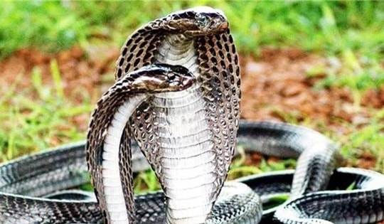 Người đàn ông tự kết liễu đời mình bằng rắn độc vì sợ án tù