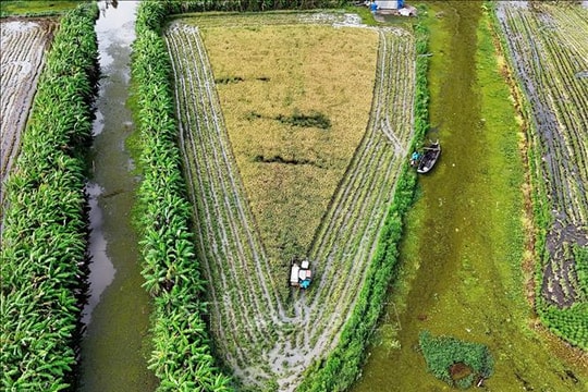 Canh tác lúa giảm phát thải đạt lợi nhuận từ 30-35 triệu đồng/ha