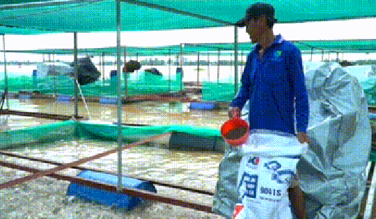 VIDEO: Ấn tượng 1.960 lồng bè nuôi cá sử dụng công nghệ AI ở Vĩnh Long