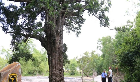 Đà Nẵng: Cây rỏi mật hơn 500 tuổi khách nườm nượp tới xem có gì đặc biệt?