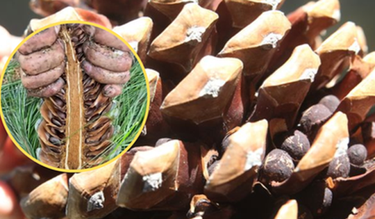 Loại hạt đắt đỏ "bậc nhất thế giới", Việt Nam xưa rụng đầy gốc ít ai nhặt