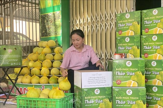 Phát triển thương hiệu, mở rộng thị trường cho bưởi Phúc Trạch