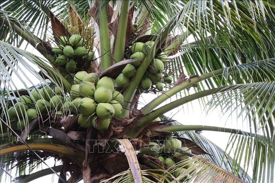 Vĩnh Long: Giá dừa khô tăng cao nhất từ trước tới nay