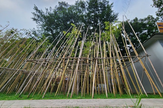 Đánh giá hiệu quả việc trồng trúc ven hồ Trúc Bạch