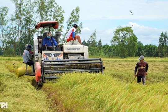 Nông dân ĐBSCL tăng lợi nhuận nhờ mô hình 1 triệu ha lúa chất lượng cao