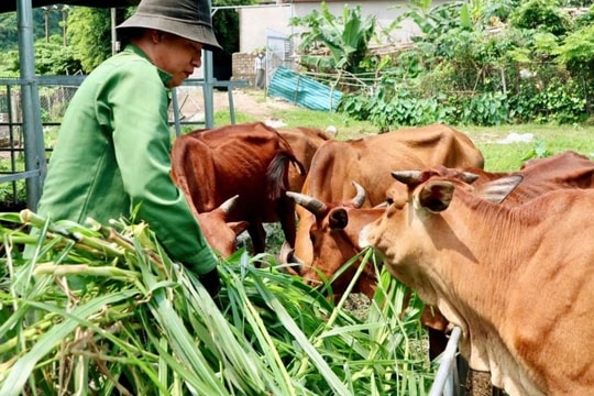 Nghệ An: Đa dạng hóa sinh kế, giảm nghèo bền vững