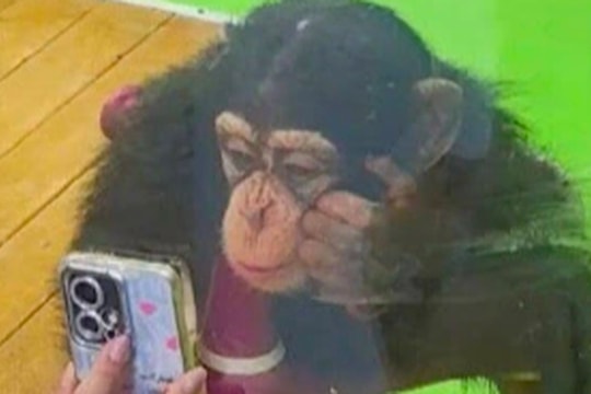 Tinh tinh dán mắt vào điện thoại, vườn thú Trung Quốc ra quy định đặc biệt