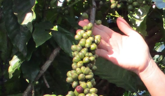 Giá cà phê hôm nay 15-9: Đầu tuần có tăng tiếp?