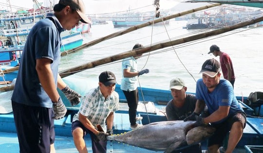 Đề nghị Mỹ xem xét khách quan việc dừng nhập khẩu một số loài hải sản