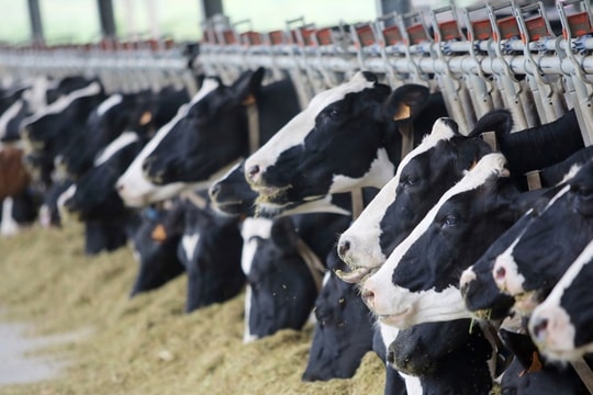 Việt Nam và kế hoạch hành động giảm phát thải khí mê-tan trong ngành chăn nuôi đến năm 2030