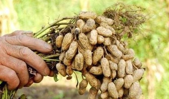 "Quả trường sinh" mọc trong đất, bổ dưỡng chẳng kém nhân sâm tổ yến