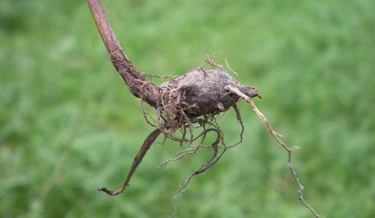 Loại cây "kẻ thù nhà nông" thấy là nhổ không ngờ 350.000 đồng/kg