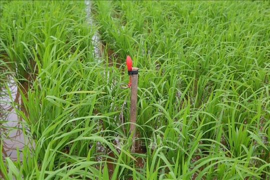 Hai người tử vong ở ruộng lúa, nghi do dính điện bẫy chuột